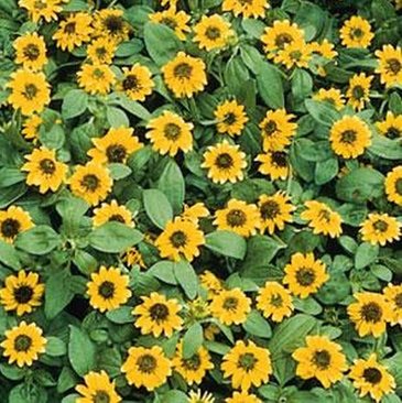 Санвиталия распростертая (Sanvitalia procumbens)