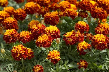 Бархатцы отклоненные (Tagetes patula)