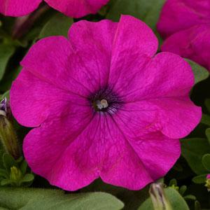 Петуния многоцветковая (генетически компактная) (Petunia multiflora)