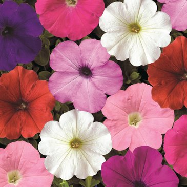 Петуния ампельная гибридная (Petunia x hybrida)