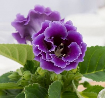 Глоксиния изящная (Sinningia speciosa)