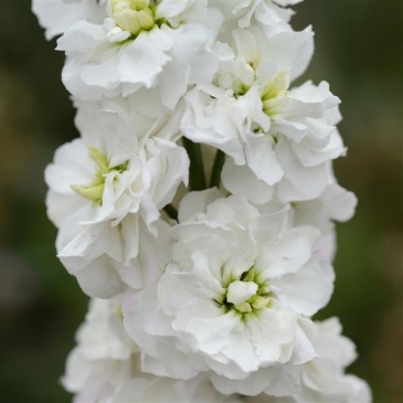 Левкой седой (Matthiola incana) Левкой седой (Matthiola incana)