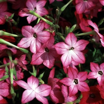 Табак Сандера (Nicotiana x sanderae)