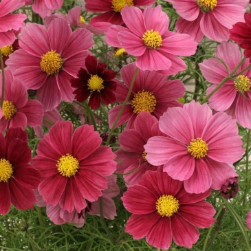 Космея дваждыперистая (Cosmos bipinnatus)