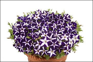 Петуния ампельная гибридная (Petunia x hybrida)