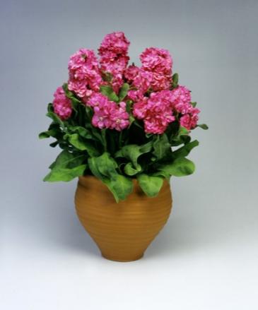 Левкой седой (Matthiola incana)