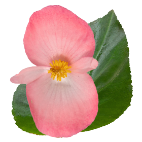 Бегония гибридная (зеленая листва) (Begonia benariensis)