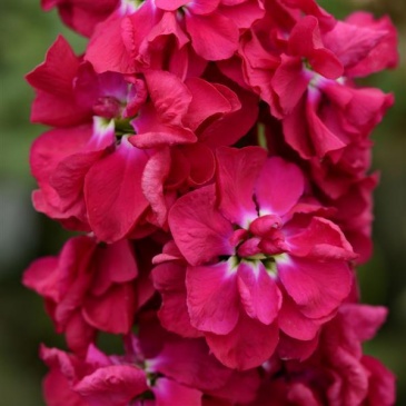 Левкой седой (Matthiola incana)