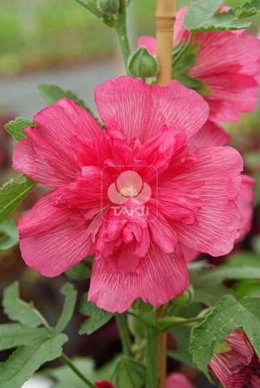 Мальва (Штокроза) розовая (Alcea rosea annua)