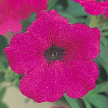 Петуния ампельная гибридная (Petunia х hybrida)