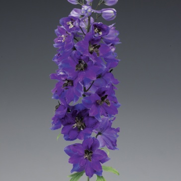 Дельфиниум высокий (Delphinium elatum)