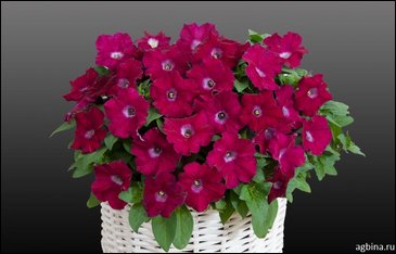 Петуния ампельная гибридная (Petunia x hybrida)