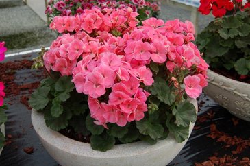 Герань (пеларгония садовая) генетически компактная (Pelargonium x hortorum) Герань (пеларгония садовая) генетически компактная (Pelargonium x hortorum)