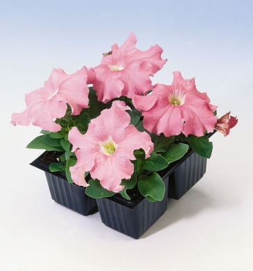 Петуния крупноцветковая (Petunia grandiflora)