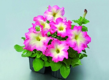 Петуния крупноцветковая (Petunia grandiflora)