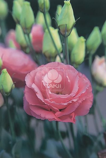 Лизиантус (Эустома) крупноцветковый (Lisianthus grandiflorum)