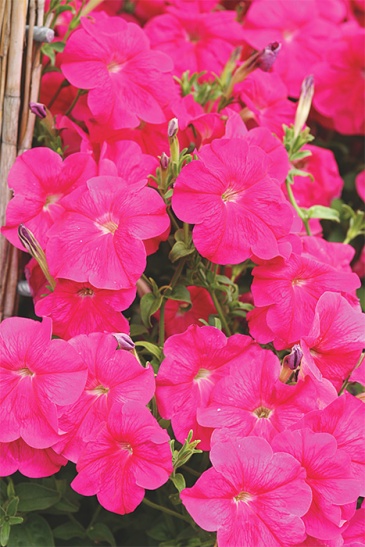 Петуния ампельная гибридная (Petunia x hybrida)