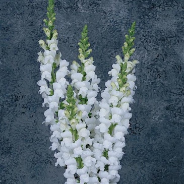 Львиный зев (Антирринум) большой (Antirrhinum majus)