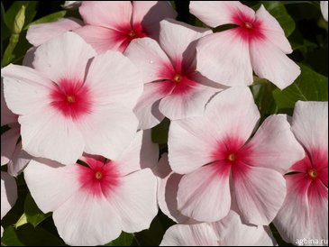 Катарантус розовый (Vinca rosea)
