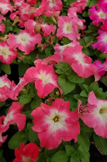 Петуния крупноцветковая (генетически компактная) (Petunia grandiflora)