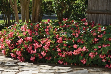 Бегония гибридная (зеленая листва) (Begonia hybrida)