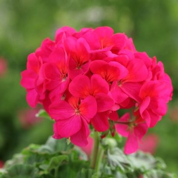 Герань (пеларгония садовая) (Pelargonium x hortorum)