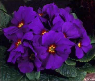 Примула бесстебельная (Primula acaulis)
