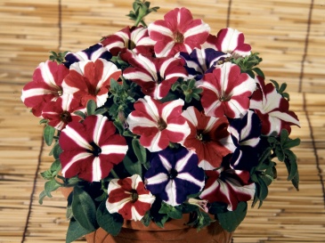Петуния мелкоцветковая (Petunia milliflora)