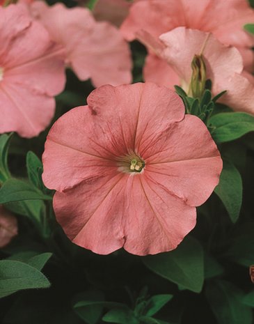 Петуния многоцветковая (Petunia multiflora)