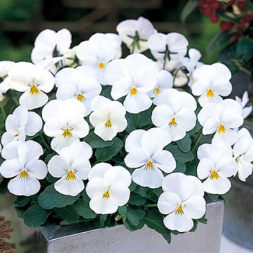 Виола рогатая ампельная (Viola cornuta)