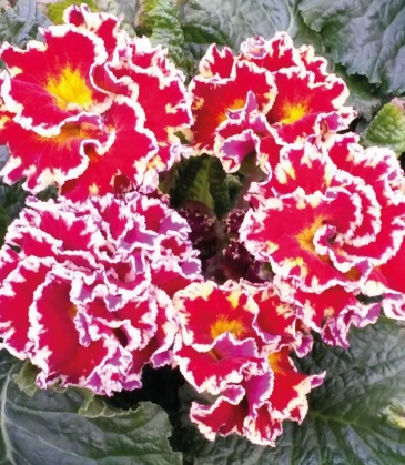 Примула бесстебельная (Primula acaulis)