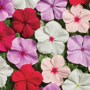 Катарантус розовый (Vinca rosea)