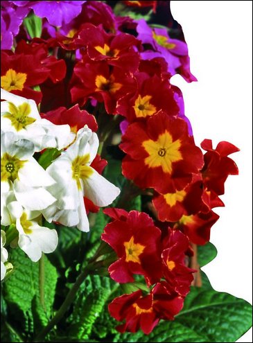 Примула полиантовая (многоцветковая) (Primula polyanthus)