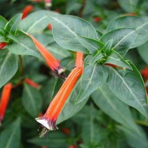 Куфея огненно-красная (Cuphea ignea)