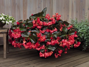 Бегония гибридная (бронзовая листва) (Begonia benariensis)