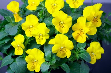 Виола рогатая (Viola cornuta)
