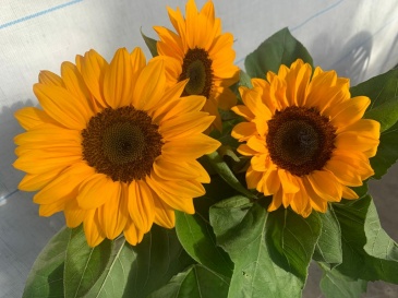 Подсолнечник летний (Helianthus annuus)