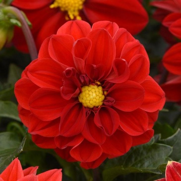 Георгина гибридная (Dahlia hybrida)