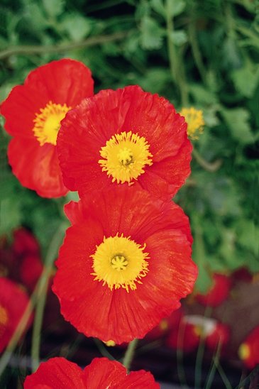 Мак голостебельный (Papaver nudicaule)