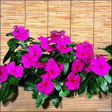 Катарантус розовый (Vinca rosea)