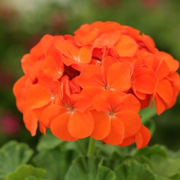 Герань (пеларгония садовая) (Pelargonium x hortorum)