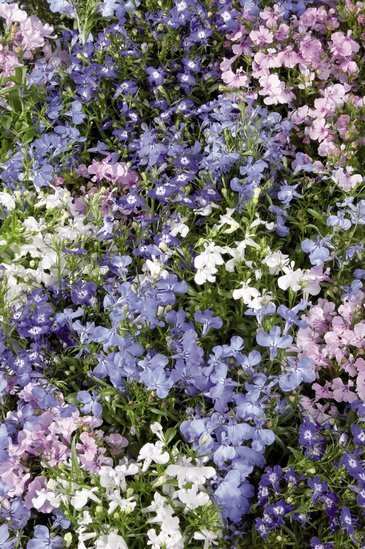 Лобелия ежевидная (Lobelia erinus)