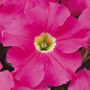 Петуния крупноцветковая (Petunia grandiflora)