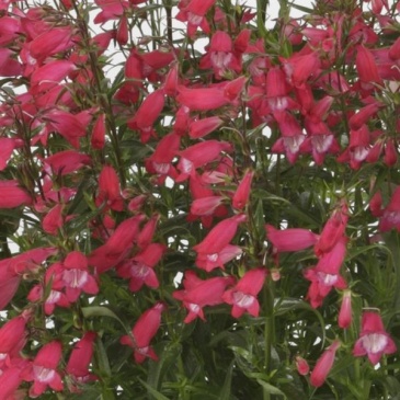 Пенстемон мехикальский (Penstemon x mexicali)