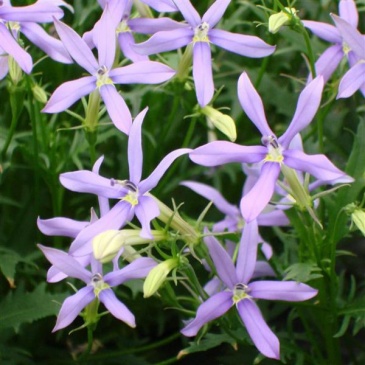 Изотома (Лаурентия) гибридная (Isotoma hybrida)