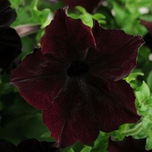 Петуния крупноцветковая (Petunia grandiflora)