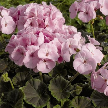 Герань (пеларгония садовая) (Pelargonium x hortorum)