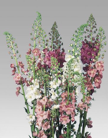 Коровяк фиолетовый (Verbascum phoeniceum)