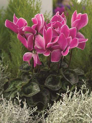Цикламен персидский (Cyclamen persicum)