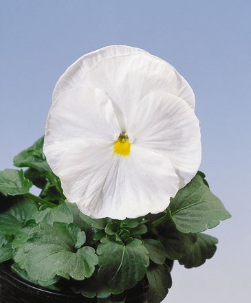 Виола Виттрока (Viola wittrockiana)